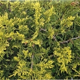 Smreka kinesko staro zlato: opis, sadnja i njega